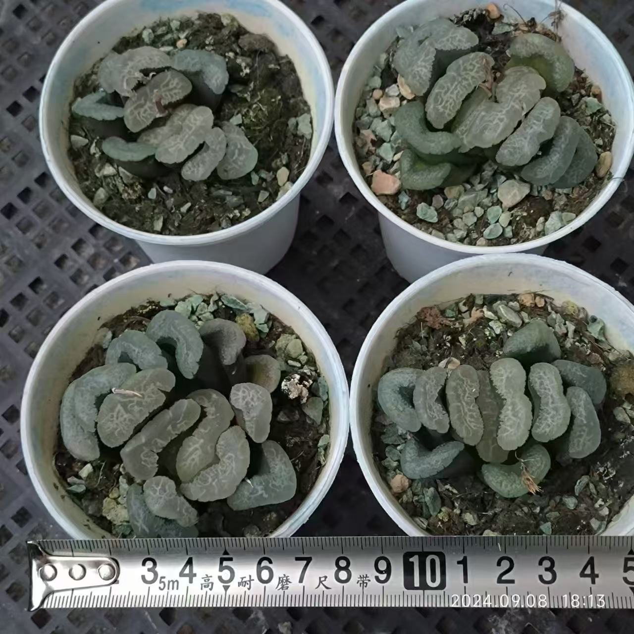 13219 浮藻ウキモ(8cm pot)