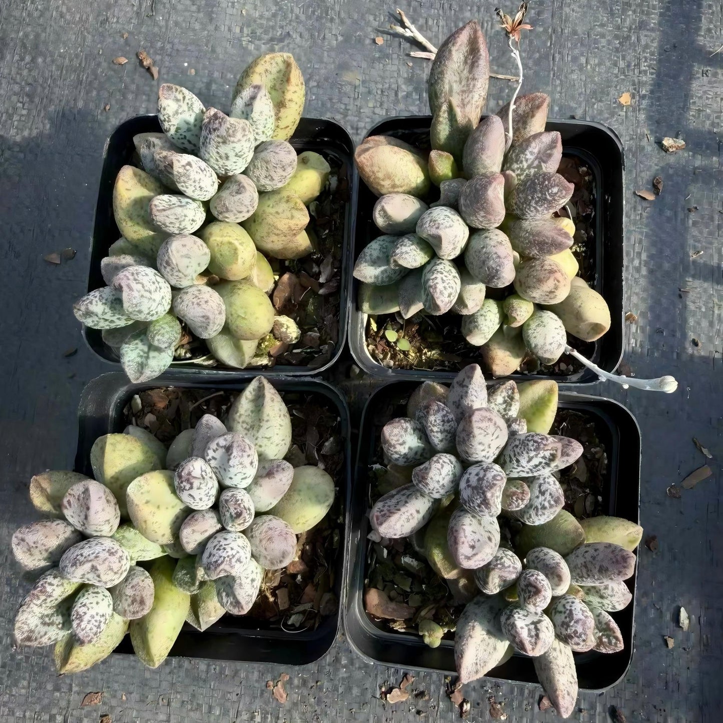 23932 マーリアナエ