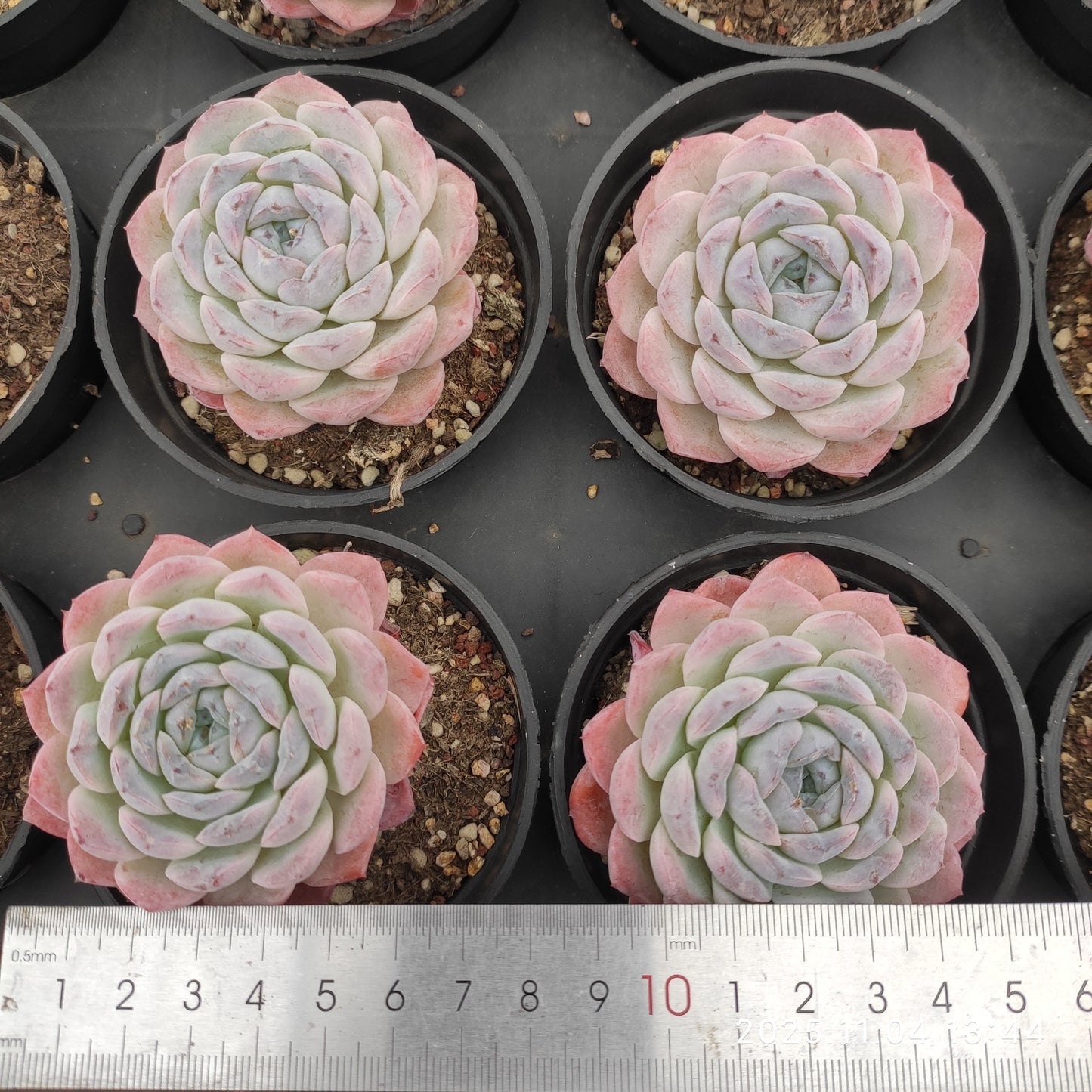 22285 スノーフェイス(9cm pot)