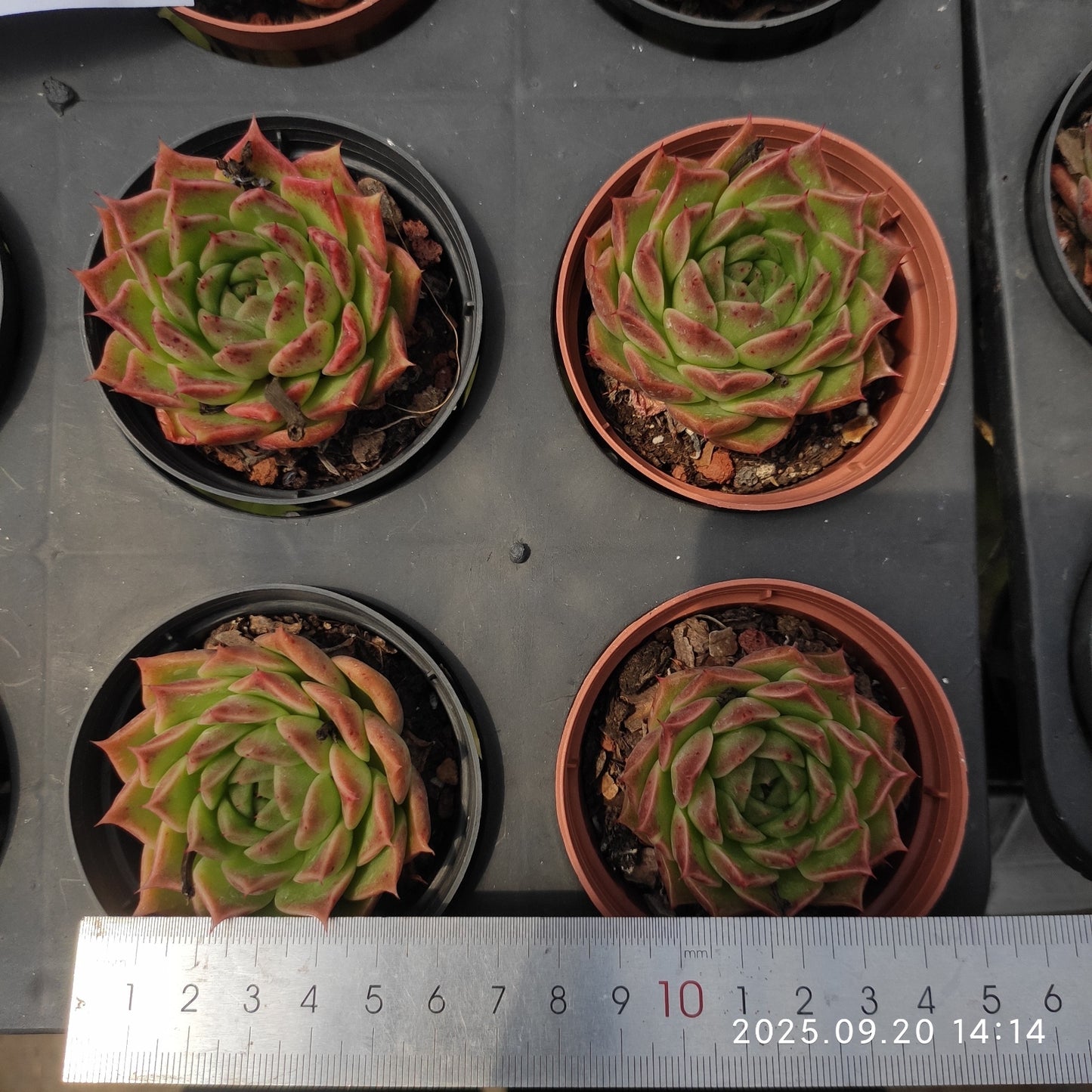 XY366 グリーンペッパー x アガボイデス(7cm pot)