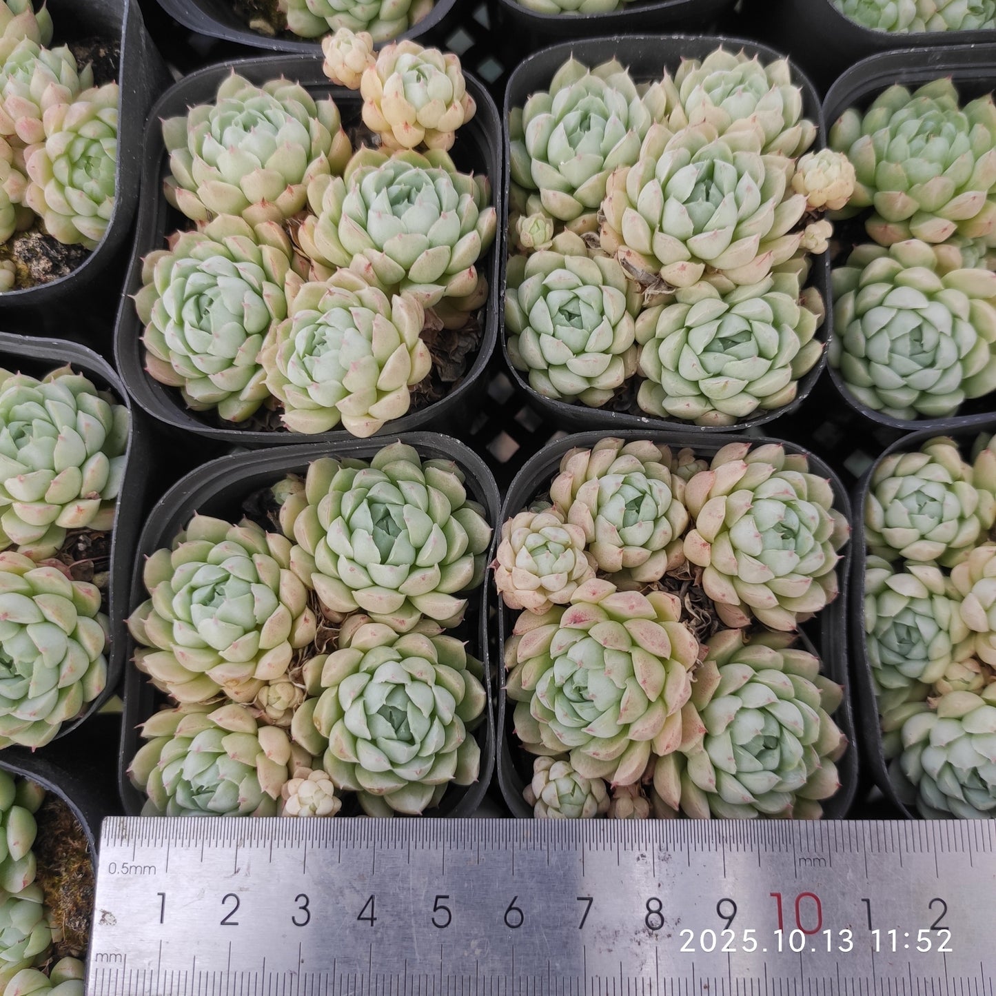 17194 ボールオブファット(6.5cm pot)