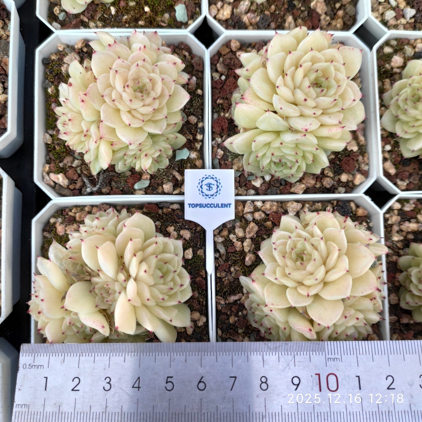 23674 クィーンHyb(7cm pot)