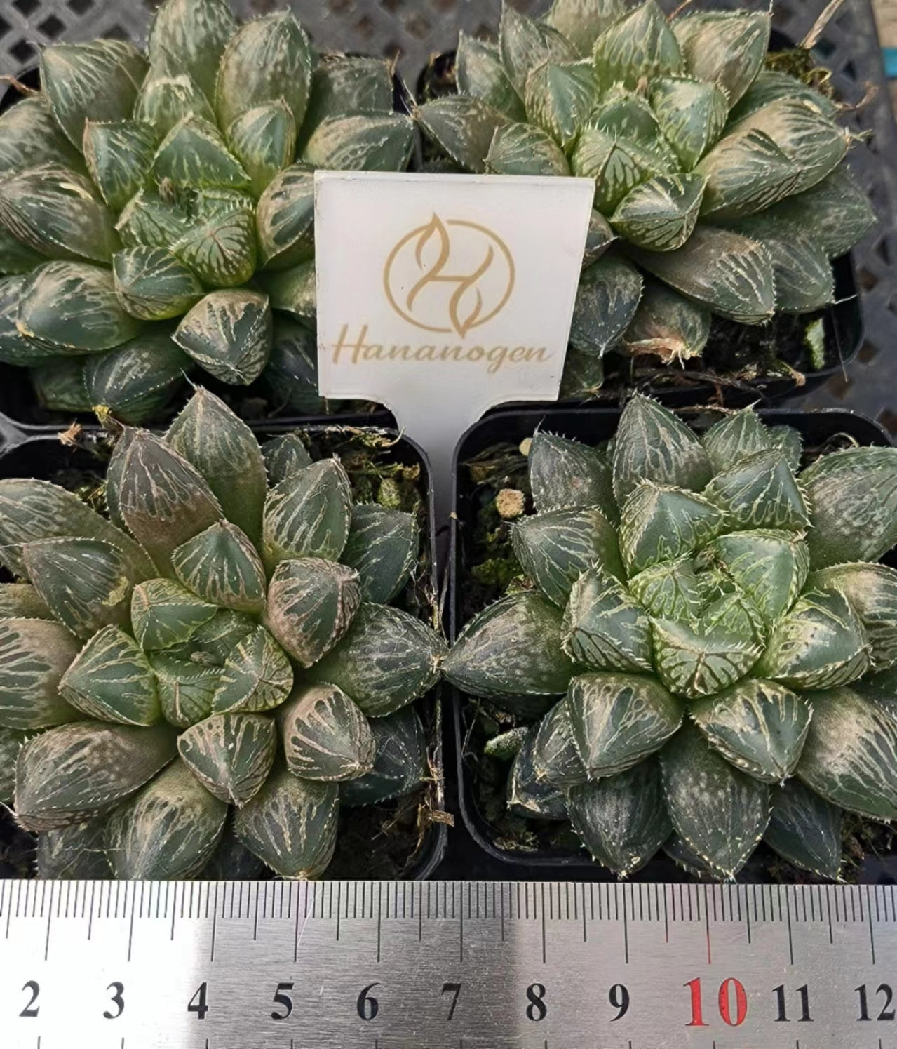 7427 ミラーボール カキコ