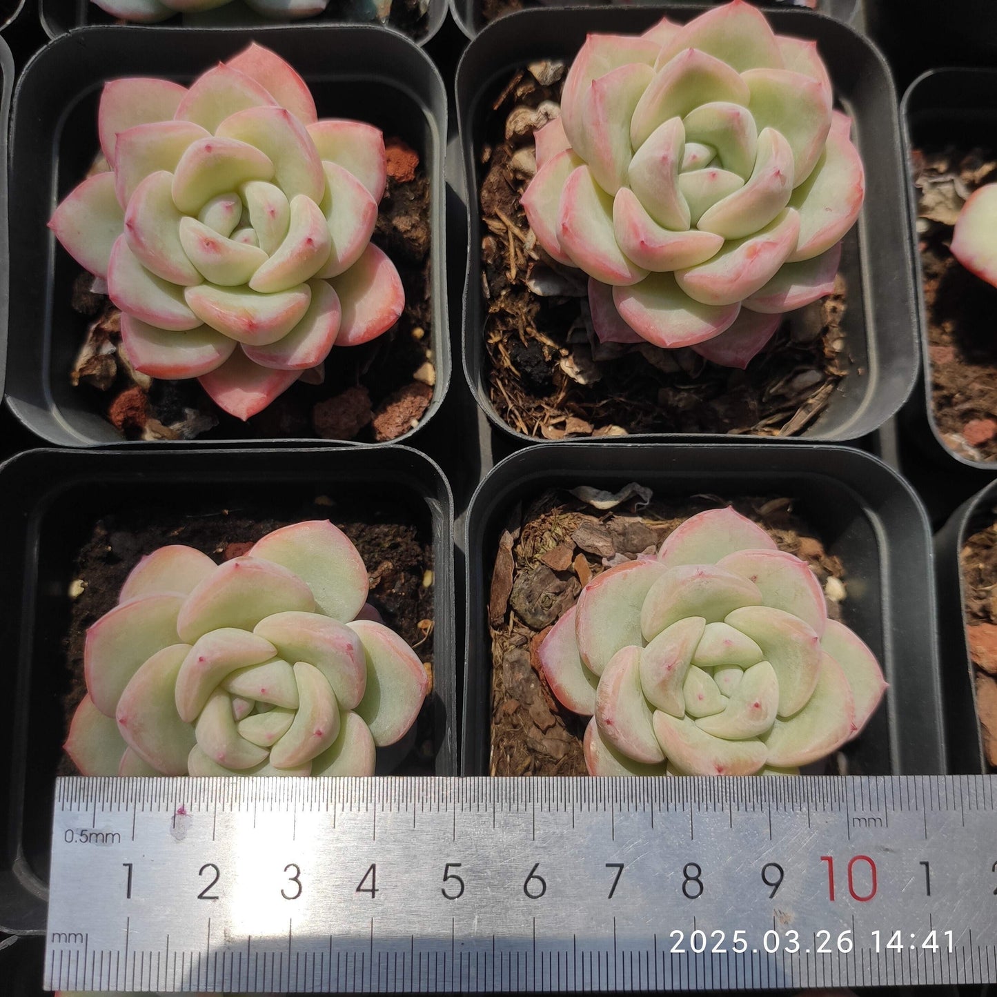 HWQ067 アマビレ(7cm pot)