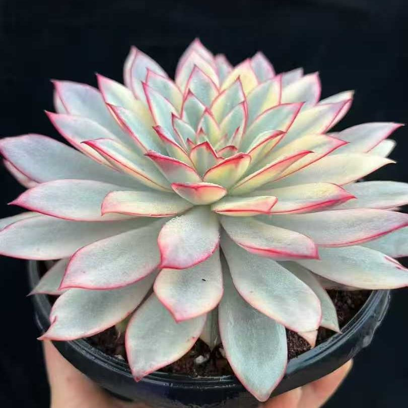 22012 エスター錦(18cm pot)