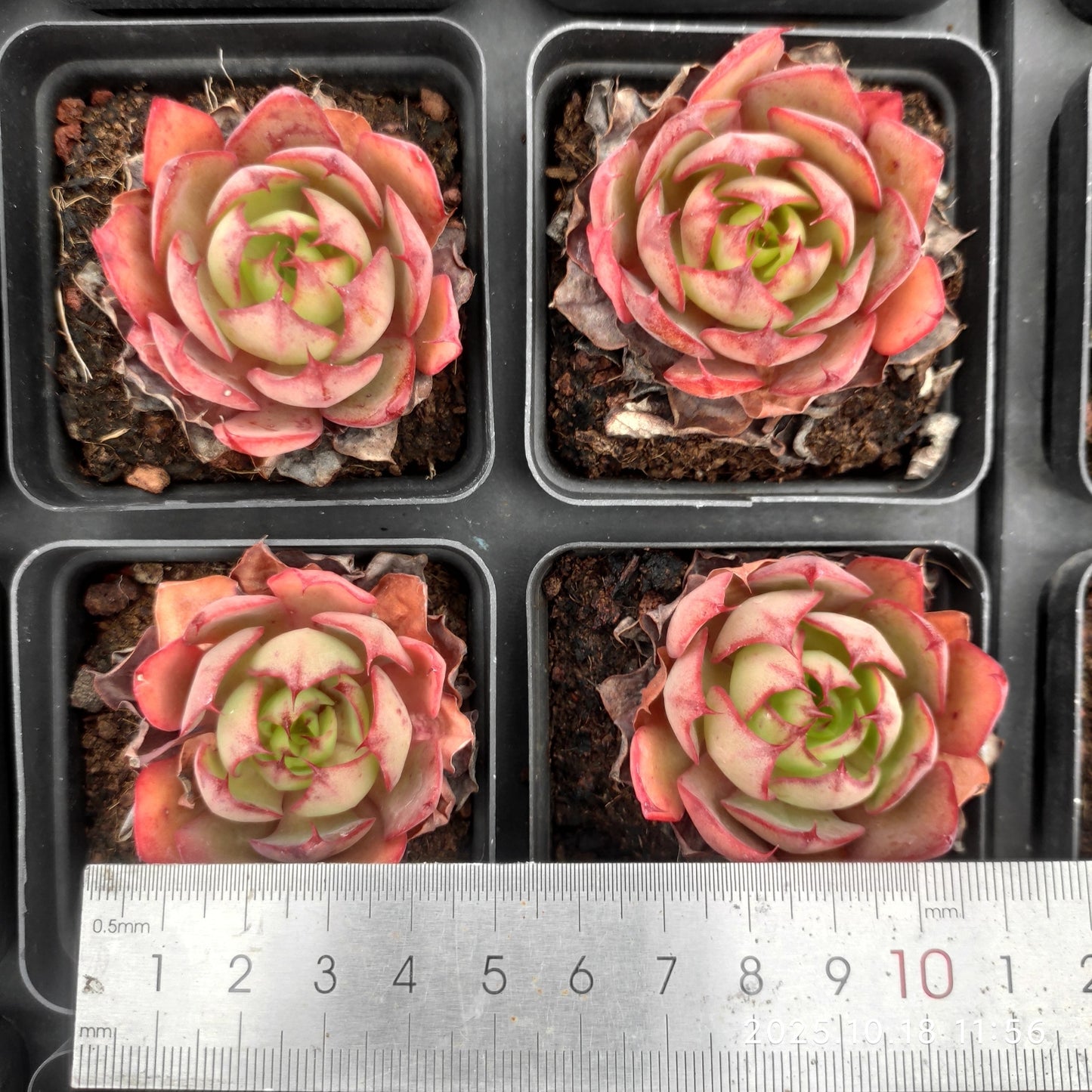 YBB081 ヤンジン(6.5cm pot)