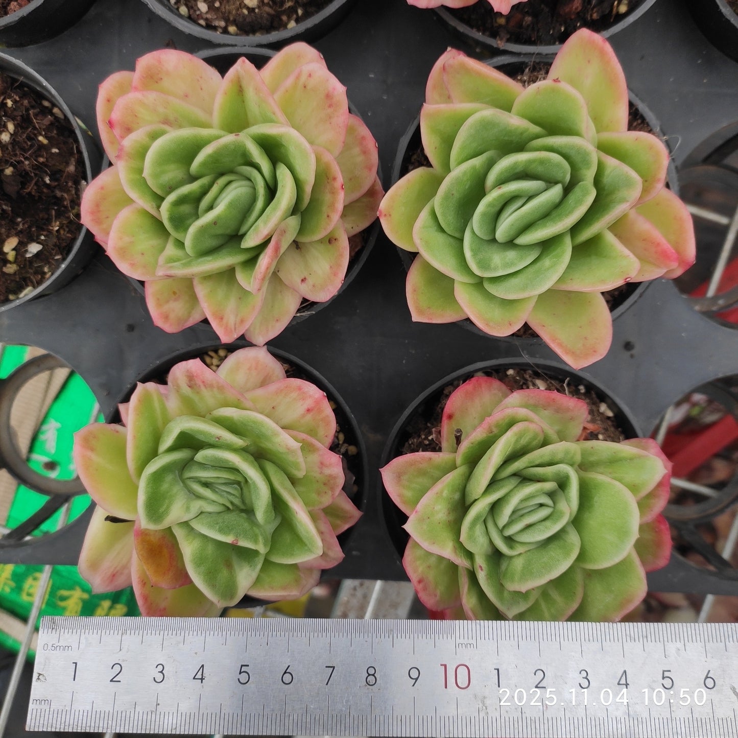 18923 アイスローズ(9cm pot)