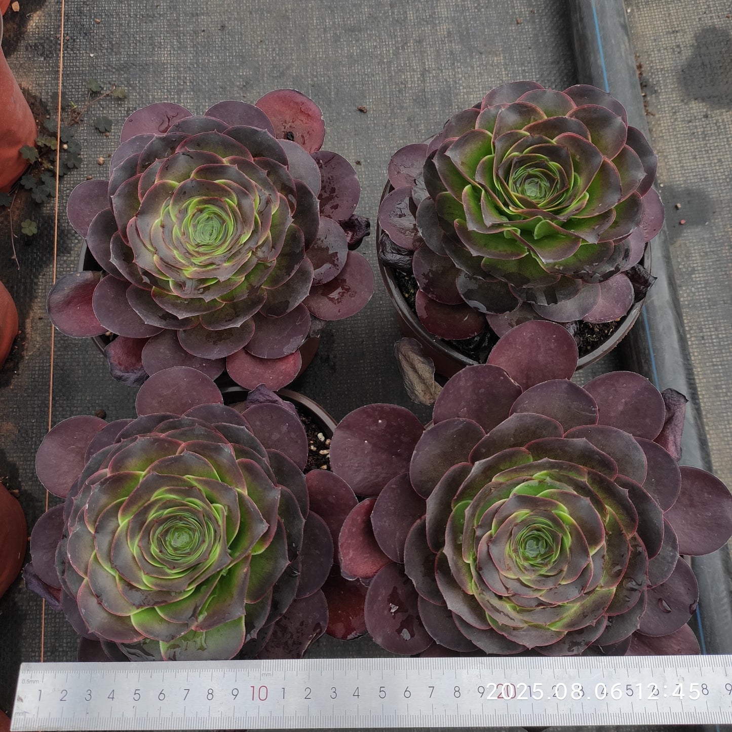 THH058 チャーム ゴールド(14cm pot)