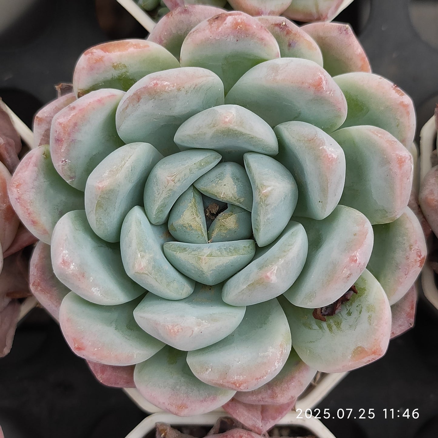 NGN207 スィックモンロー (7cm pot)
