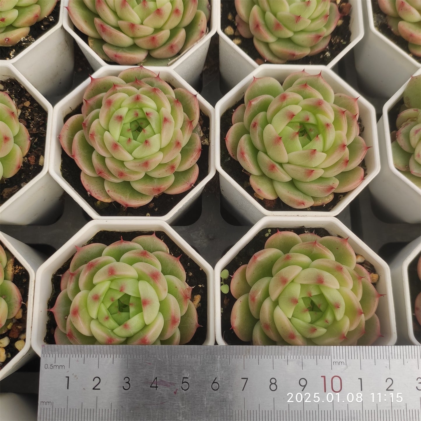 DQ096 ブループリント (7cm pot)