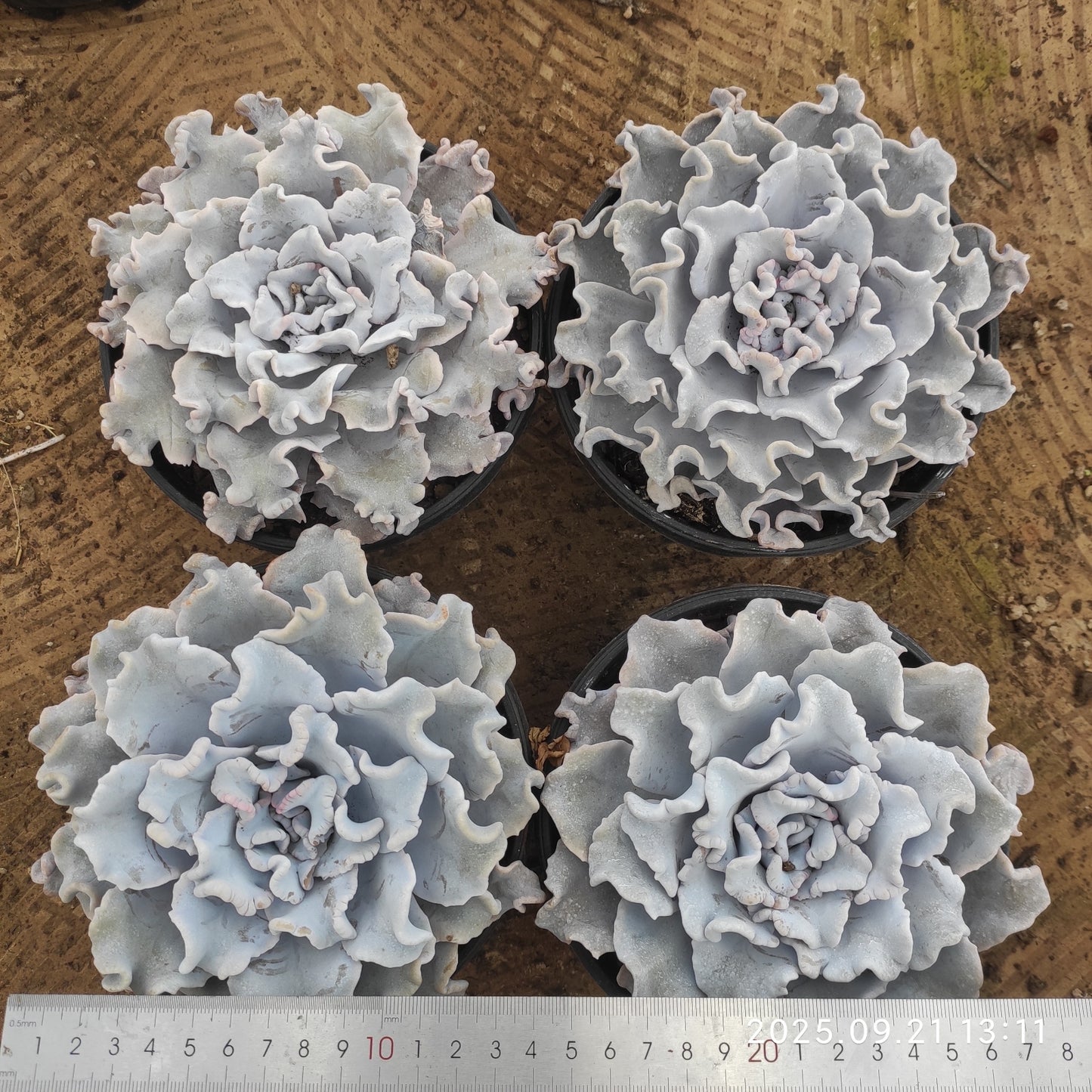 ZX232 クリスペートビューティ(18cm pot)