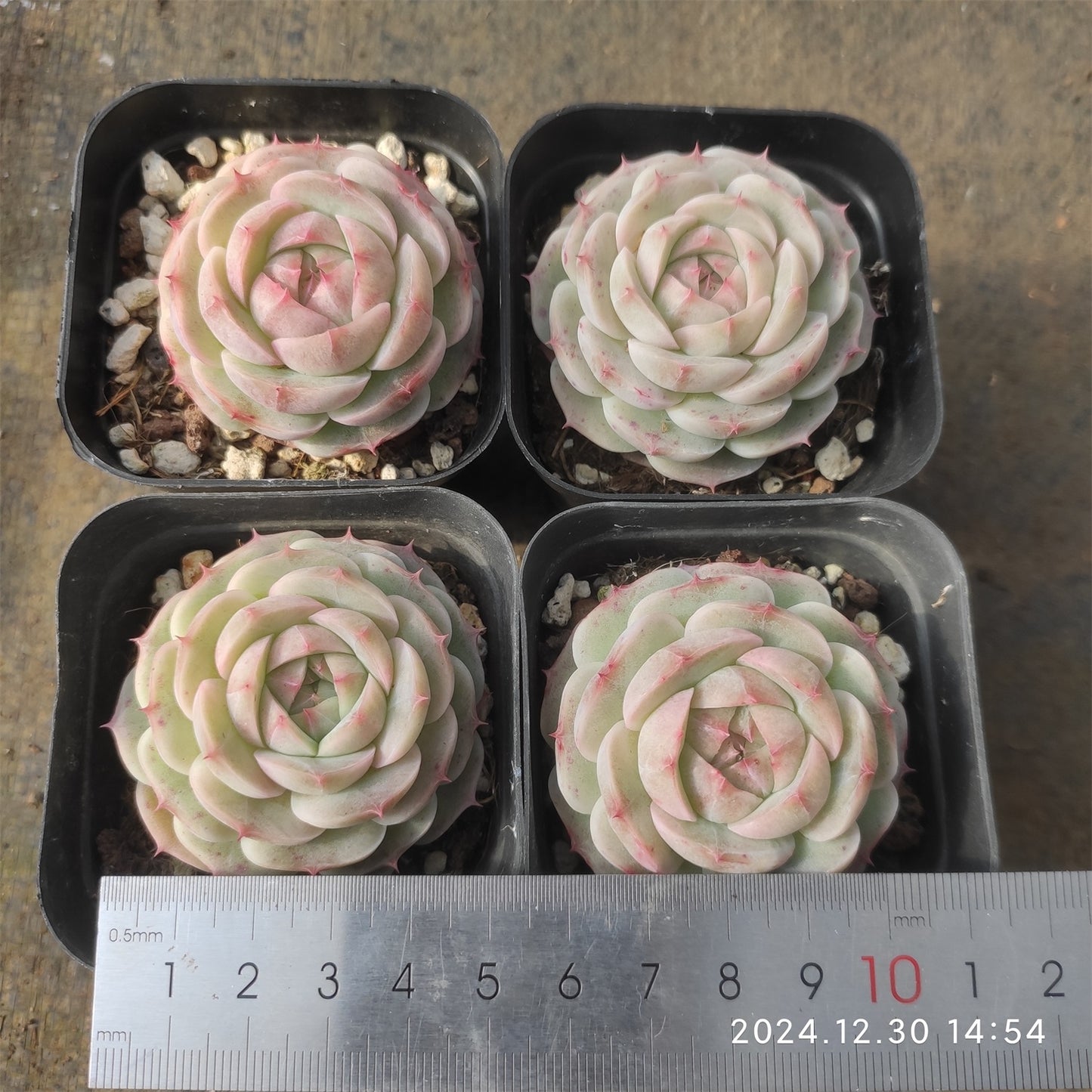 XQ525 バタフライ フェアリー (7cm pot)