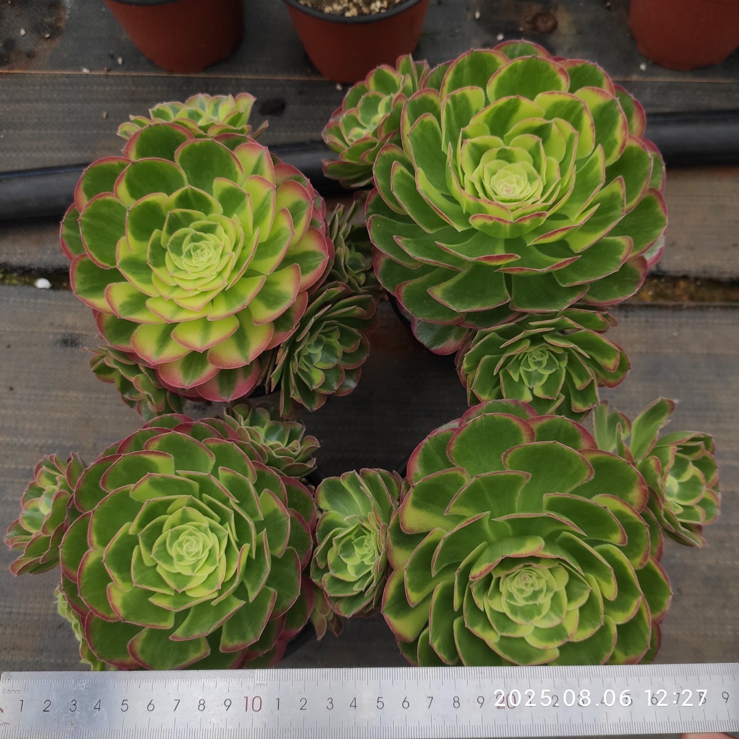 THH053 ビーナス(15cm pot)