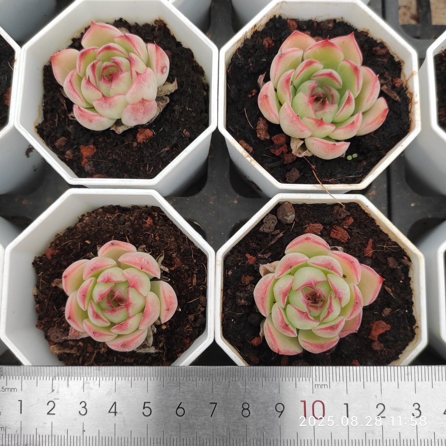 YBB209 エンチャンティングフェアリー(7cm pot)