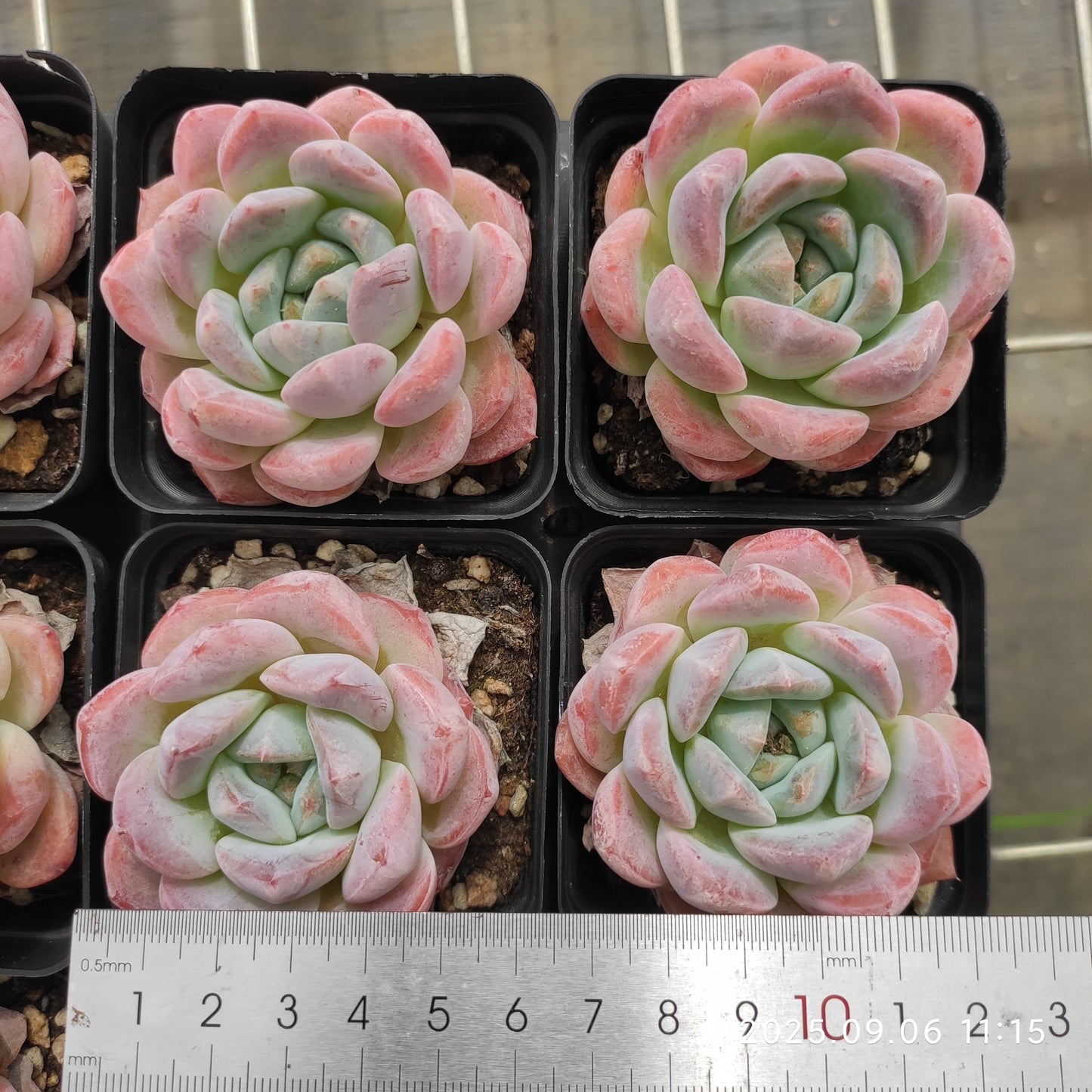 RC150 シック モンロー(7cm pot)