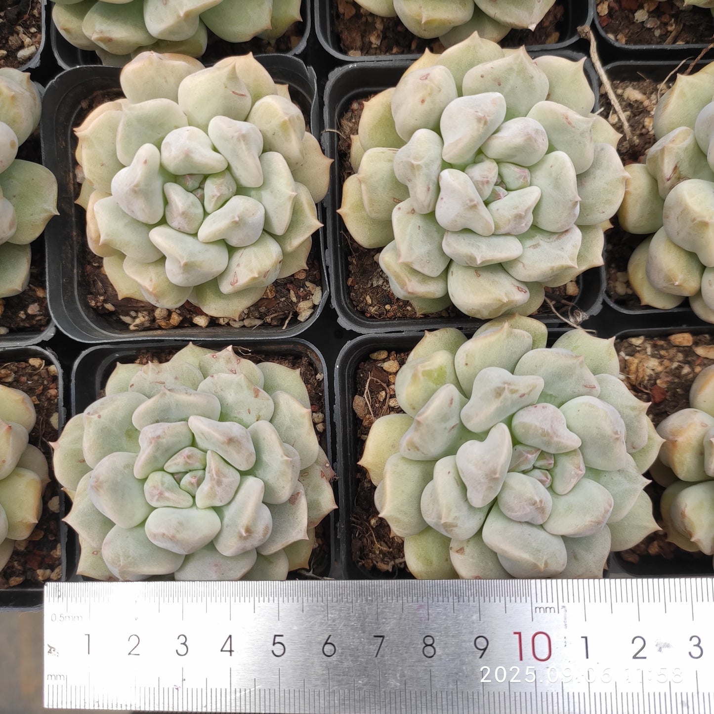 RC042 スーパーミルク(7cm pot)