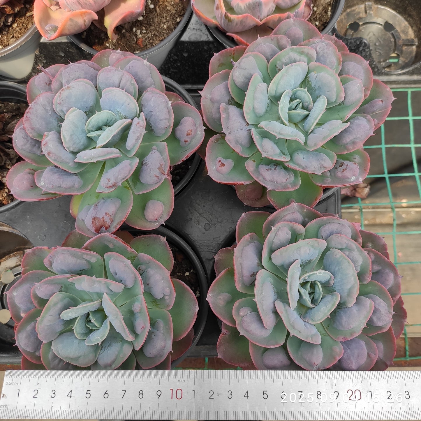 MMY1282 ハートディライト(12cm pot)