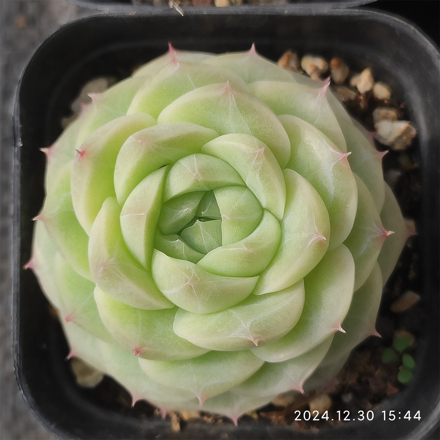 XQ534 エレガンス クィーン (7cm pot)