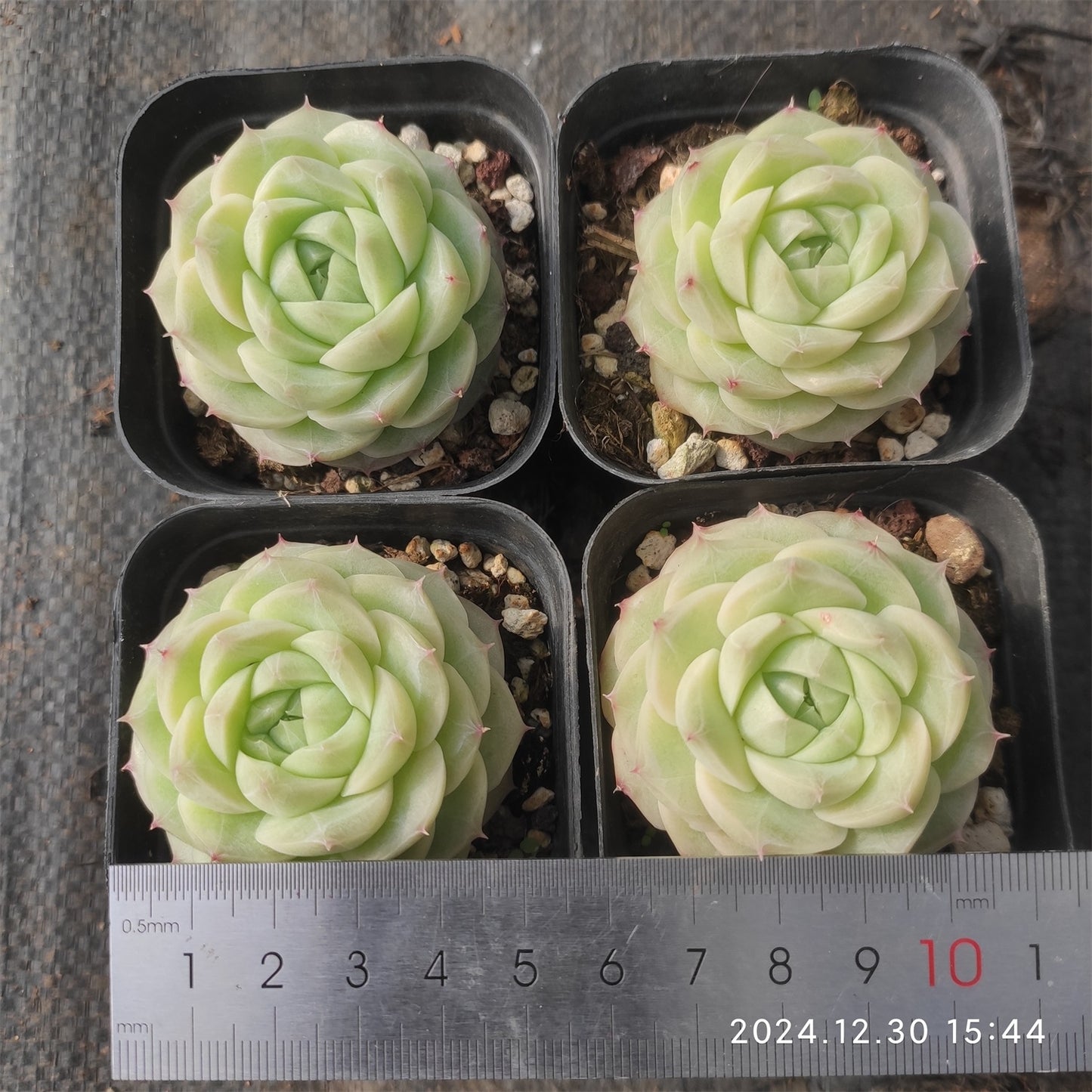 XQ534 エレガンス クィーン (7cm pot)