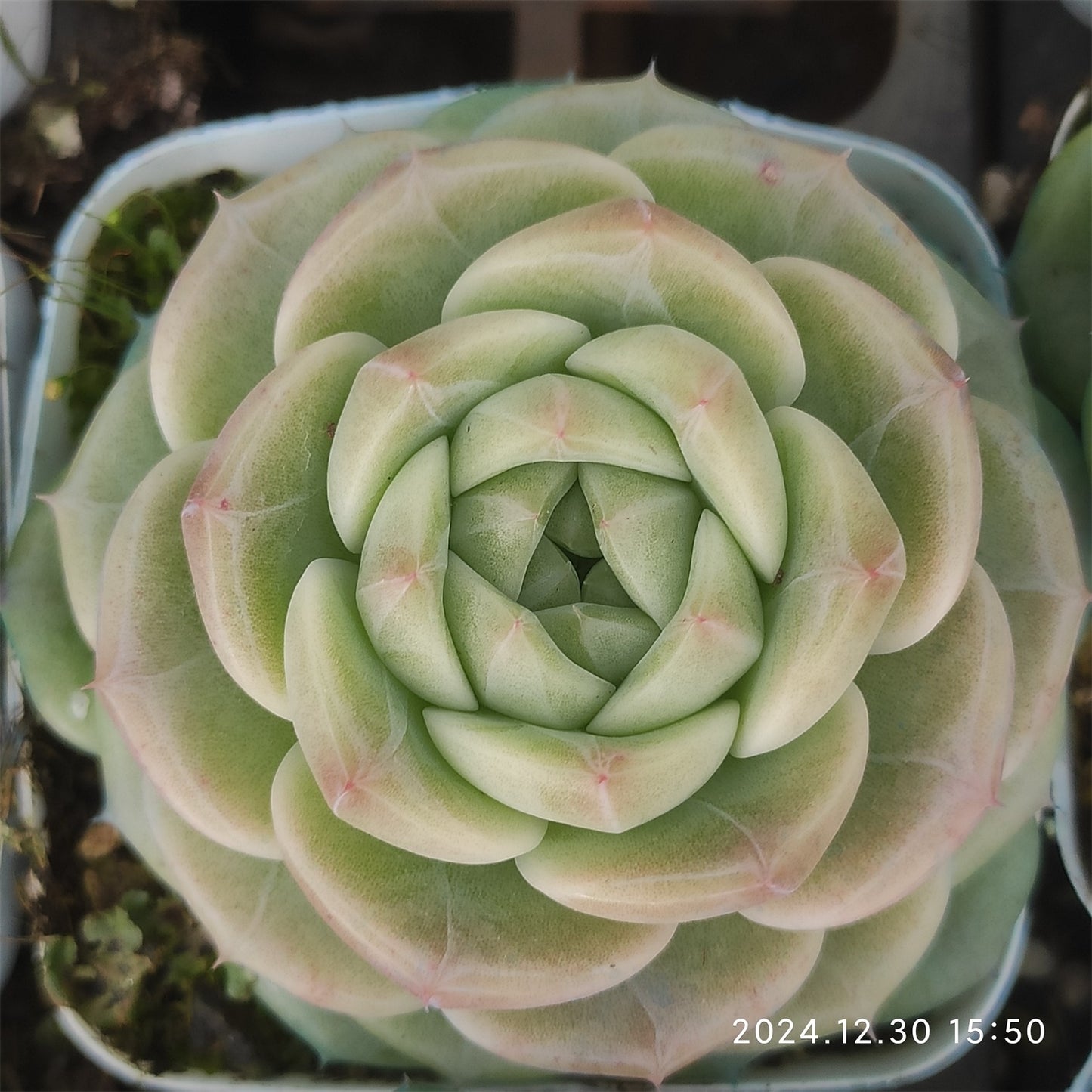 XQ463 トワイライト サーガー (7cm pot)