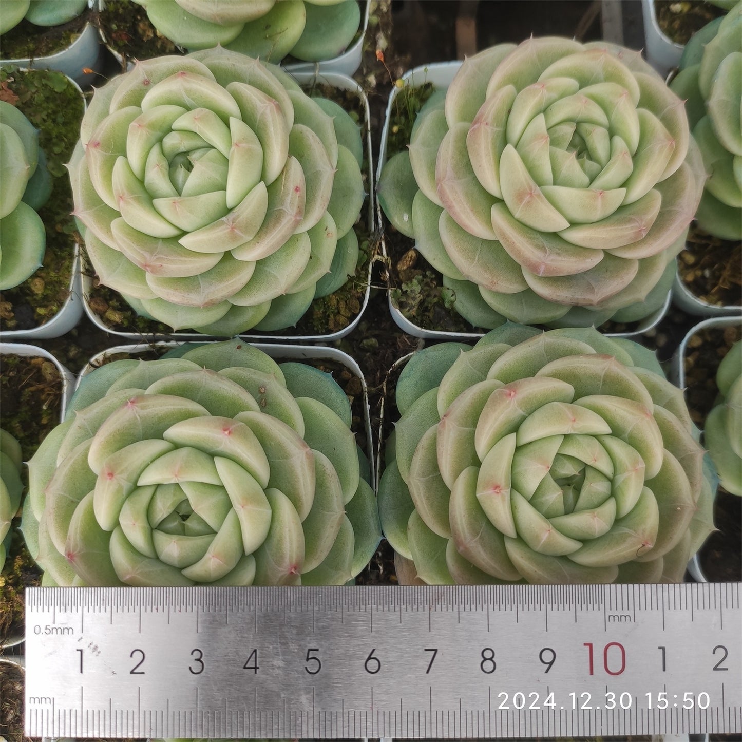 XQ463 トワイライト サーガー (7cm pot)