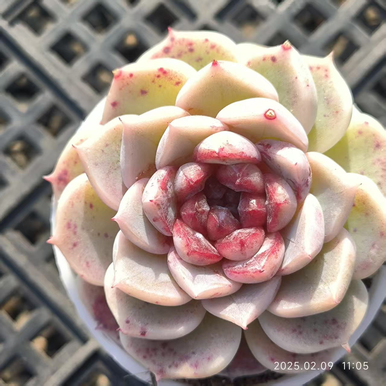 FFH039 レッドベルベット(6cm pot)