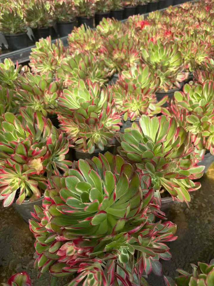 26589 メイルゴッド