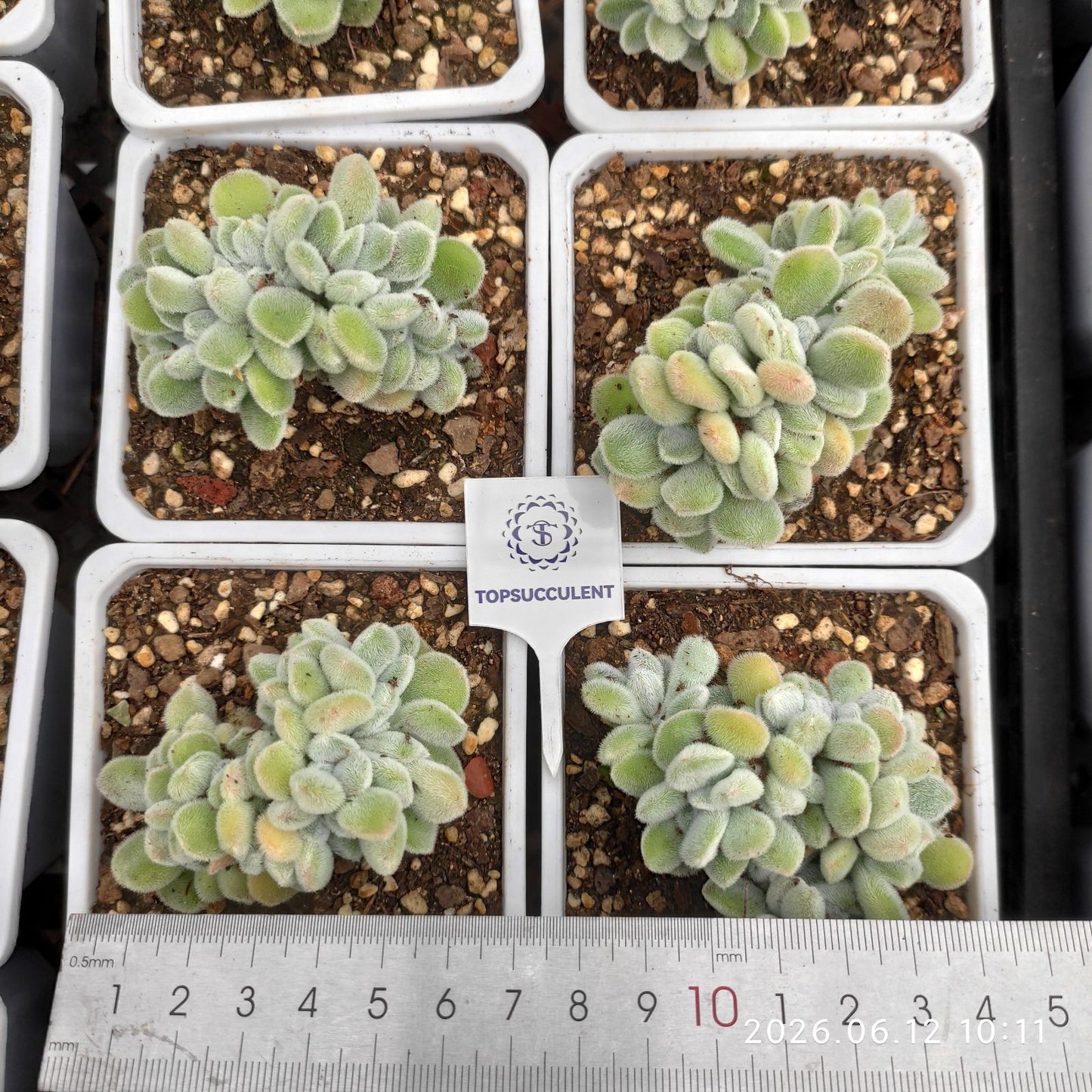 362928 フロスティ綴化