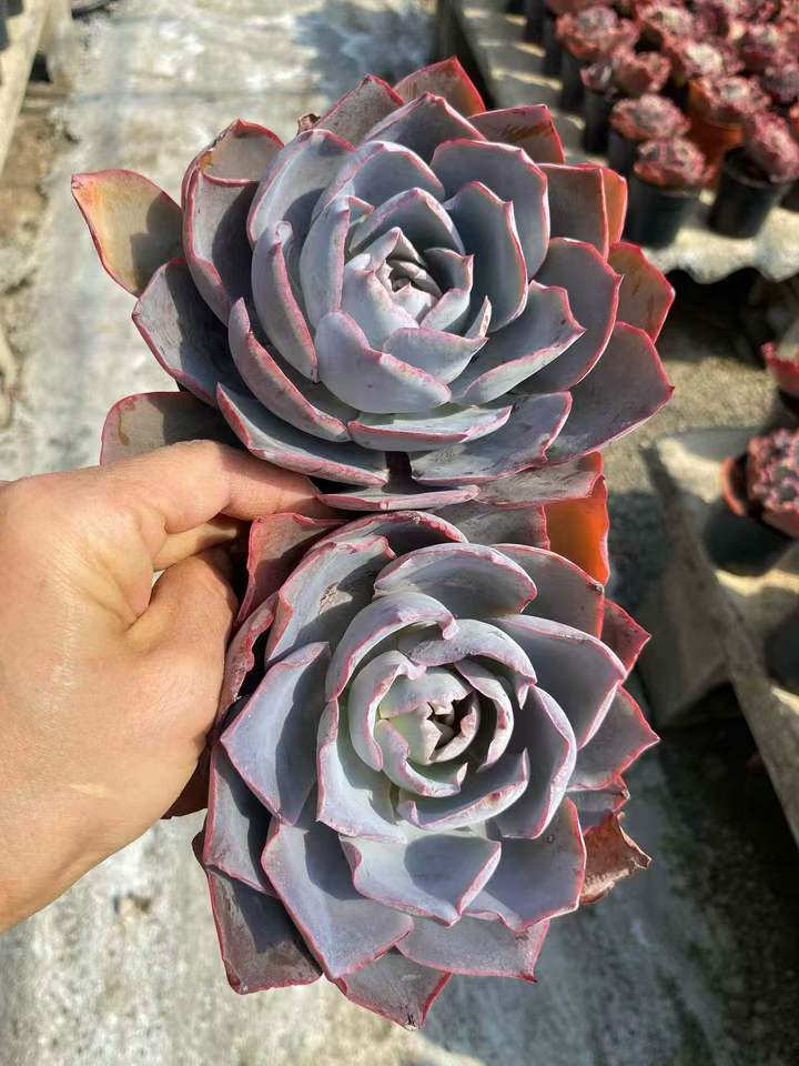 26598 アフターグロー