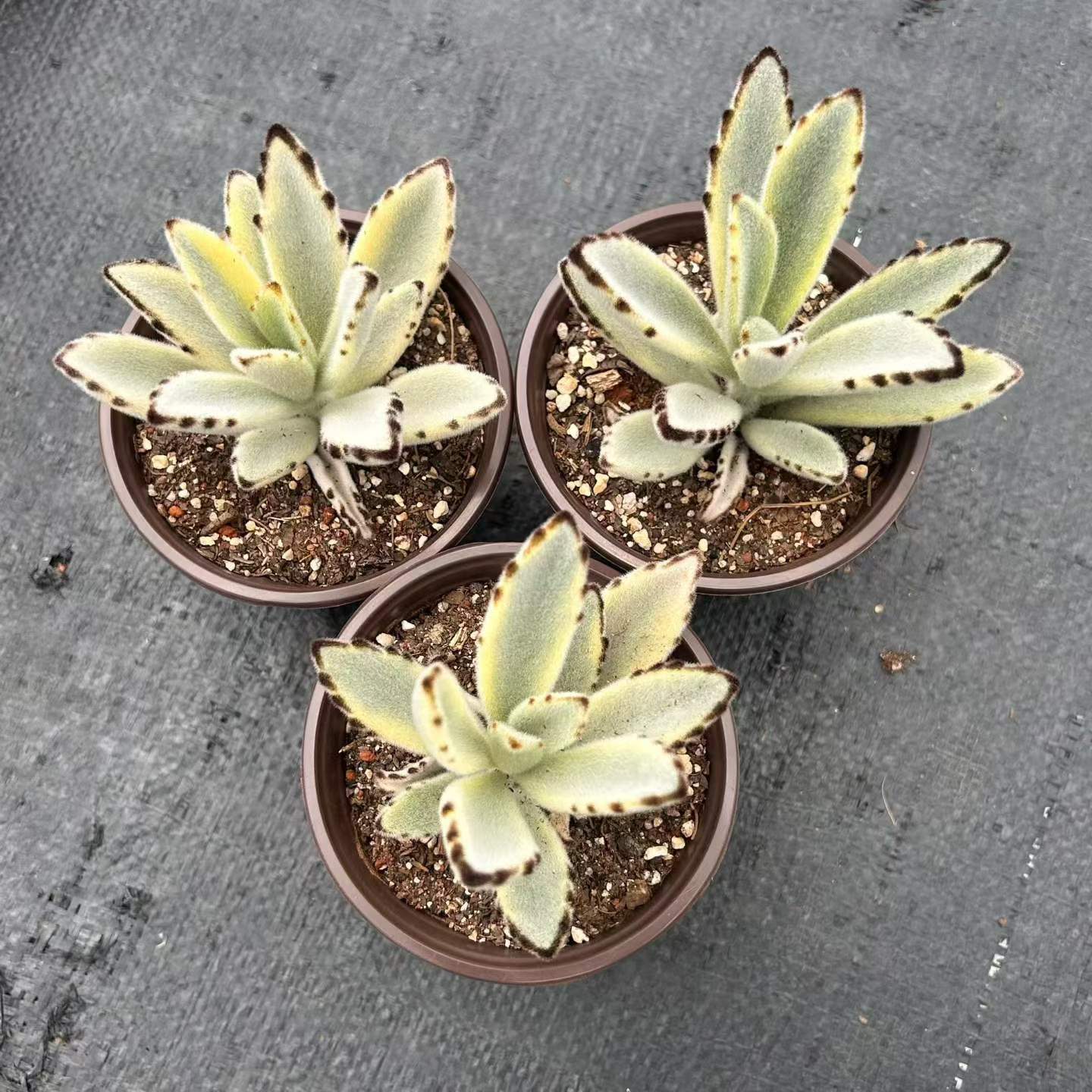 265581 月兎耳錦