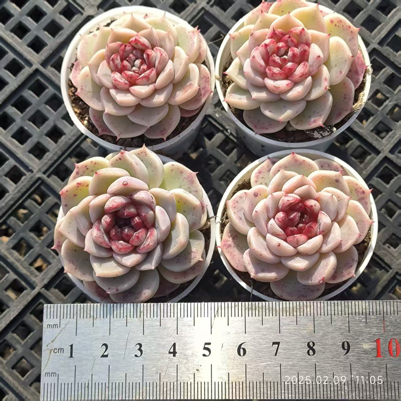 FFH039 レッドベルベット(6cm pot)