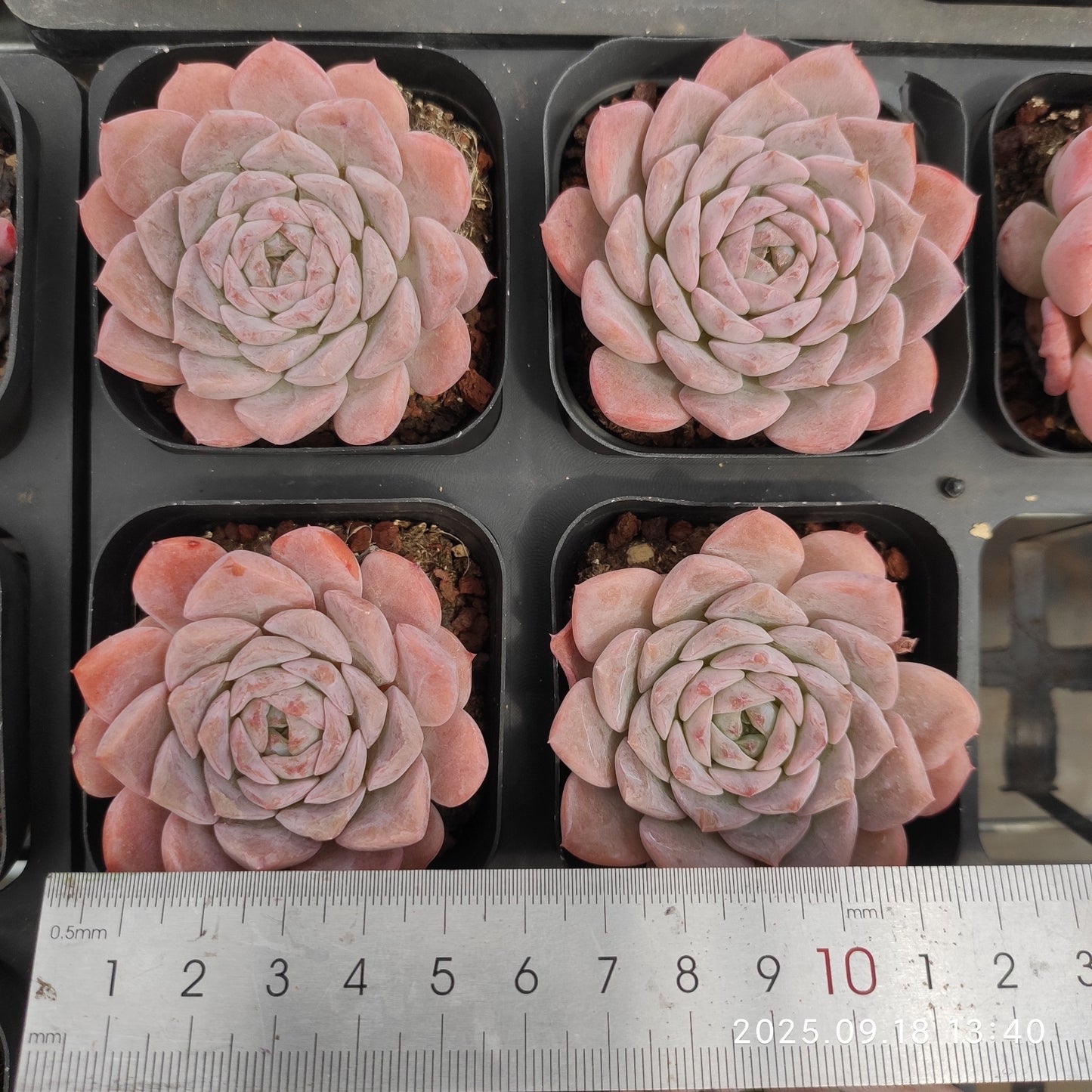 LMM354 エリー クィーン x ヘレナー(6.5cm pot)