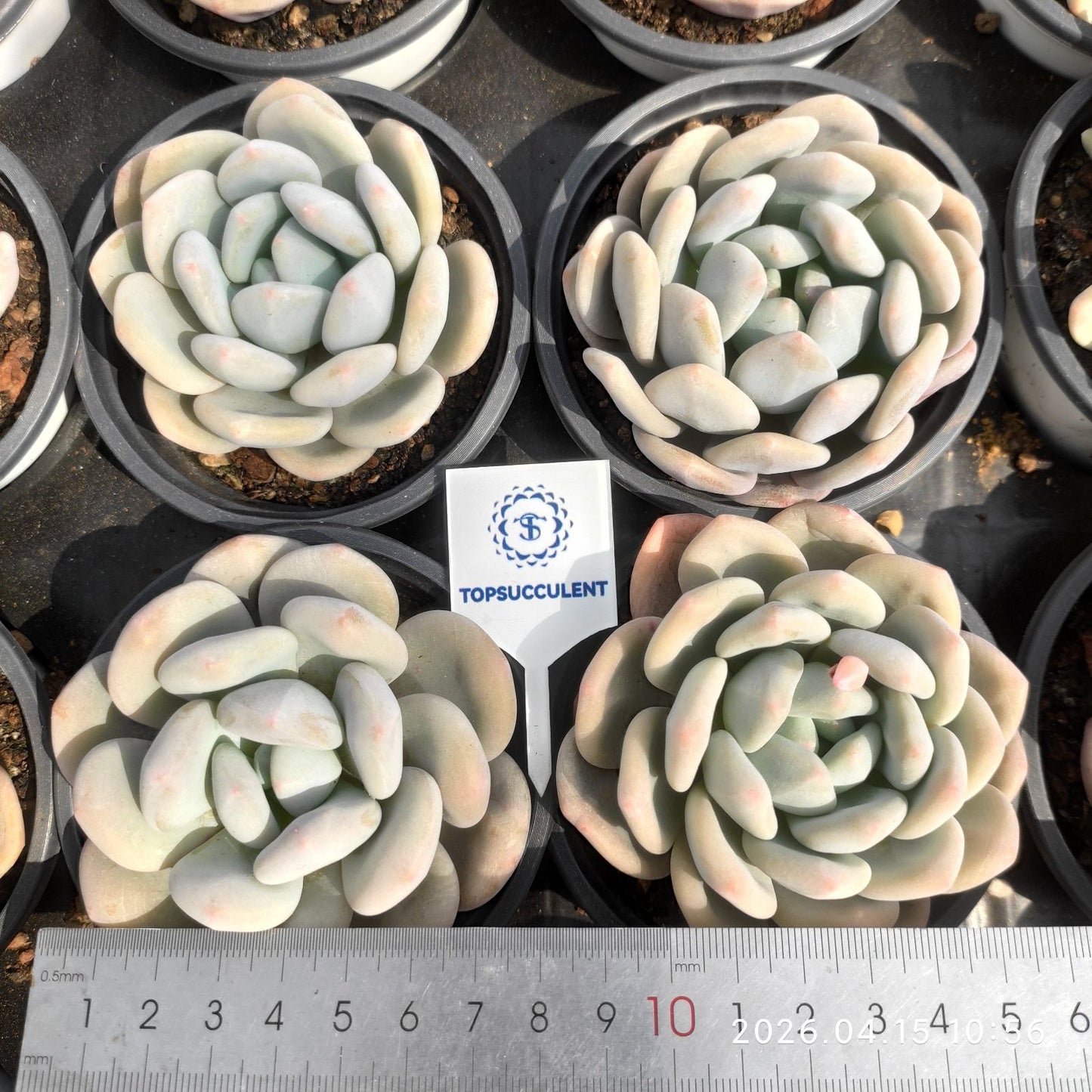 361543 ミコ ドリーム