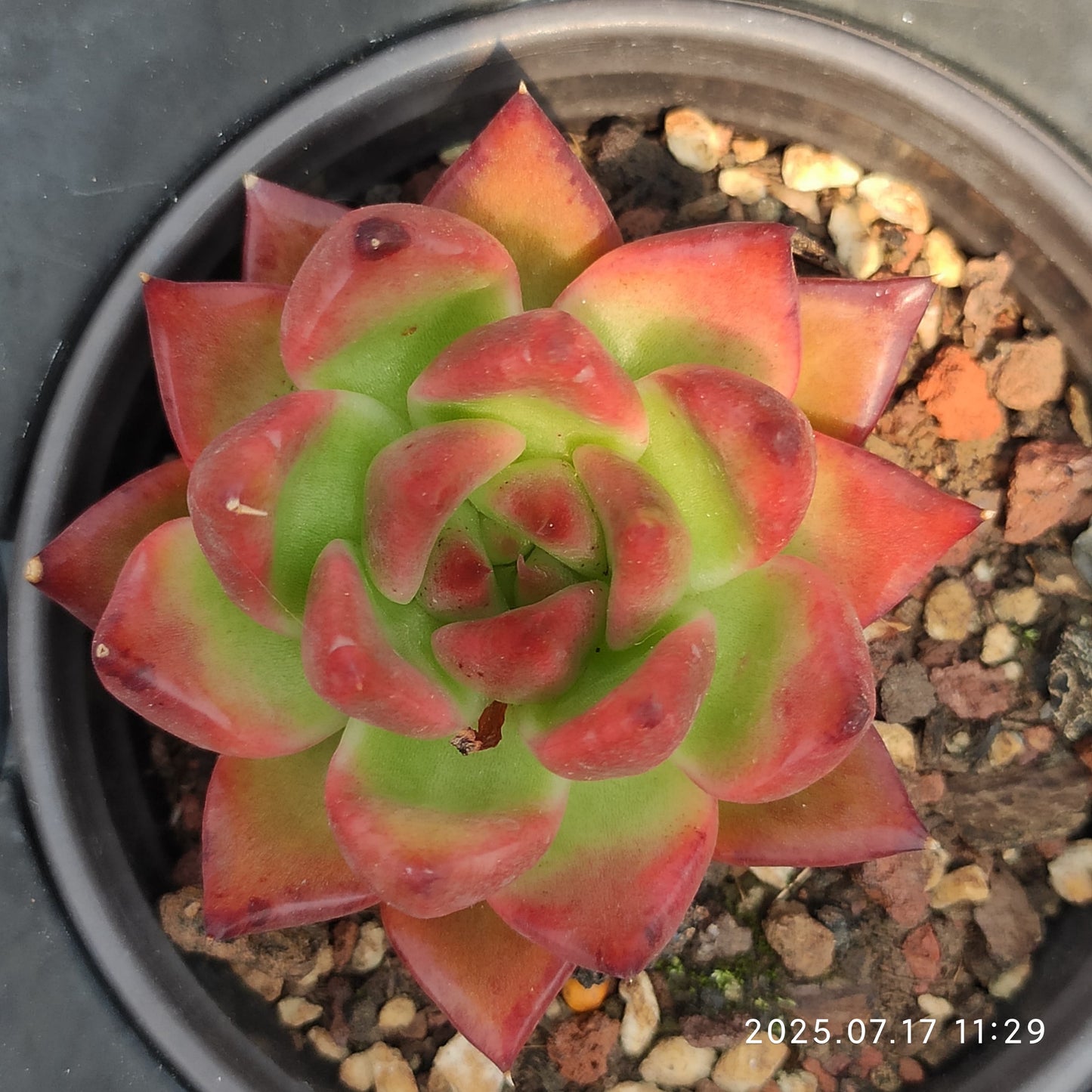 WWA342 フランク (9cm pot)
