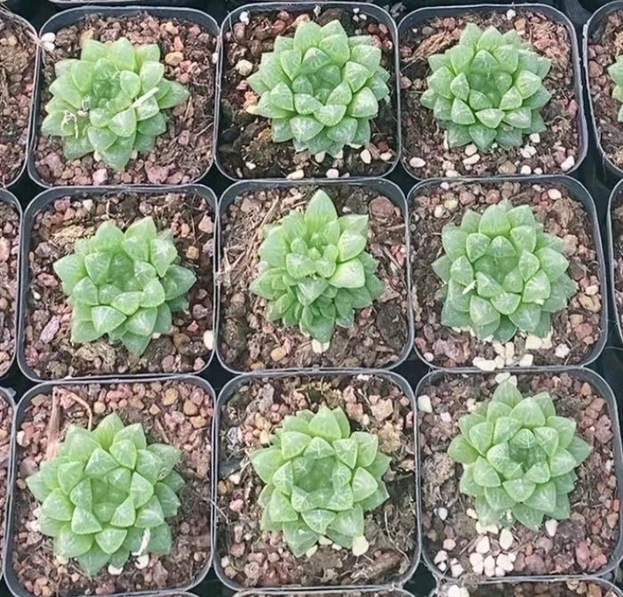 CS135 スノーフレーク (7cm pot)