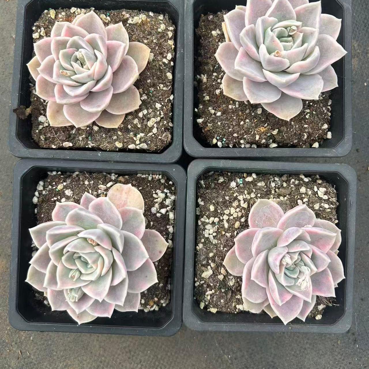 26318 ハリーワトソン錦