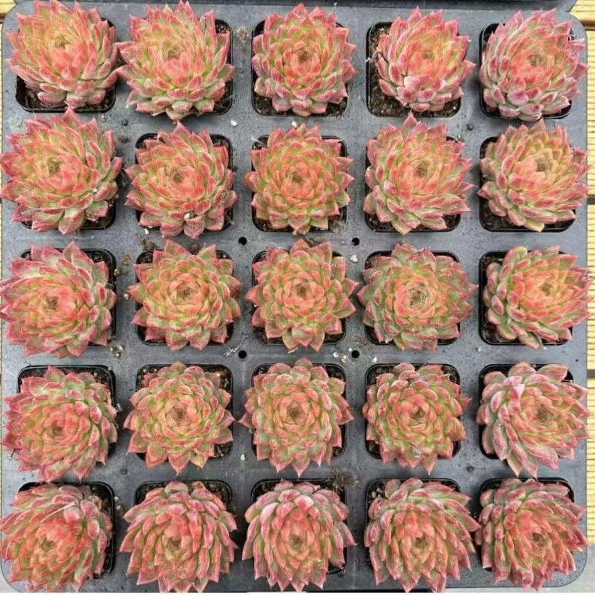 QNY149 パッショネイト デゼルト(7cm pot)