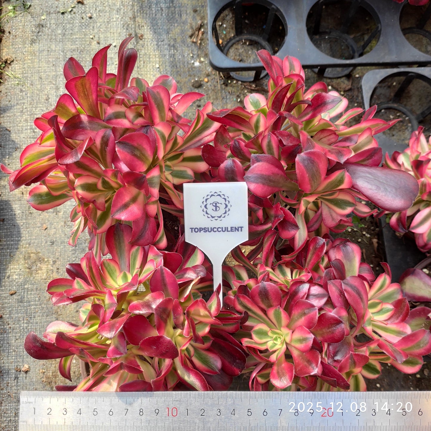 23281 アエオニウム メデューサ(12cm pot)