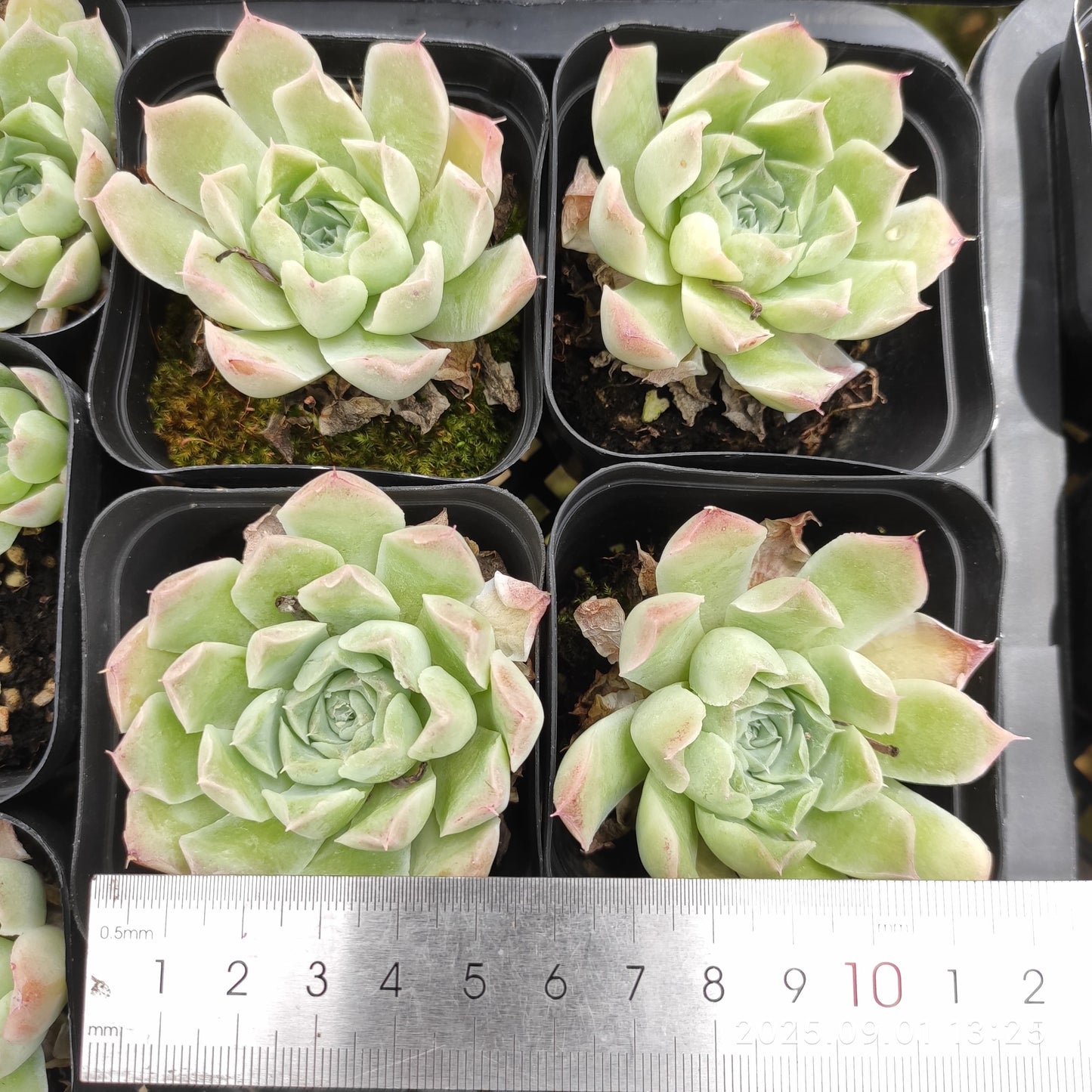QN855 ローズ エレガンス(7cm pot)