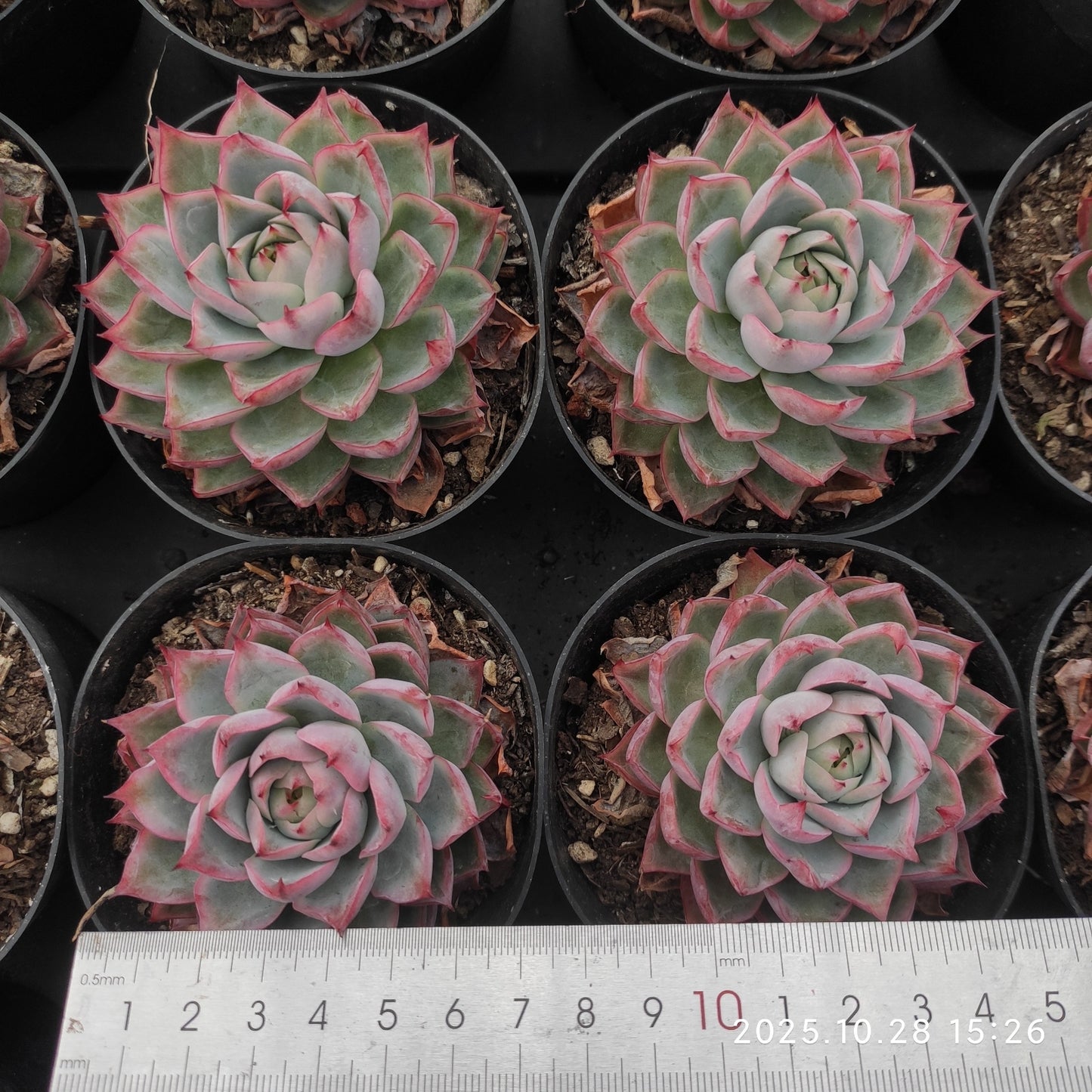 XY110 ピンクメモリー (8cm pot)