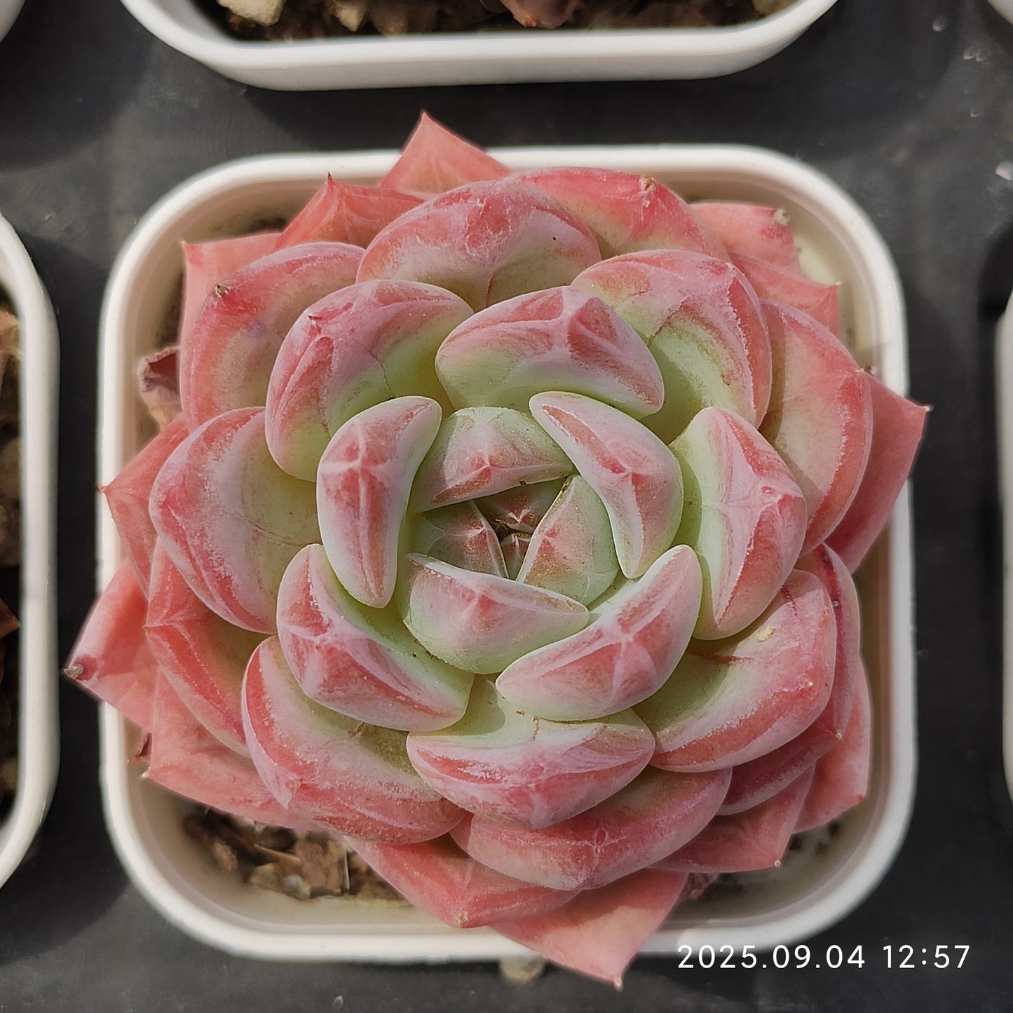 MMY1221 ソビニョン ブランク(5.5cm pot)