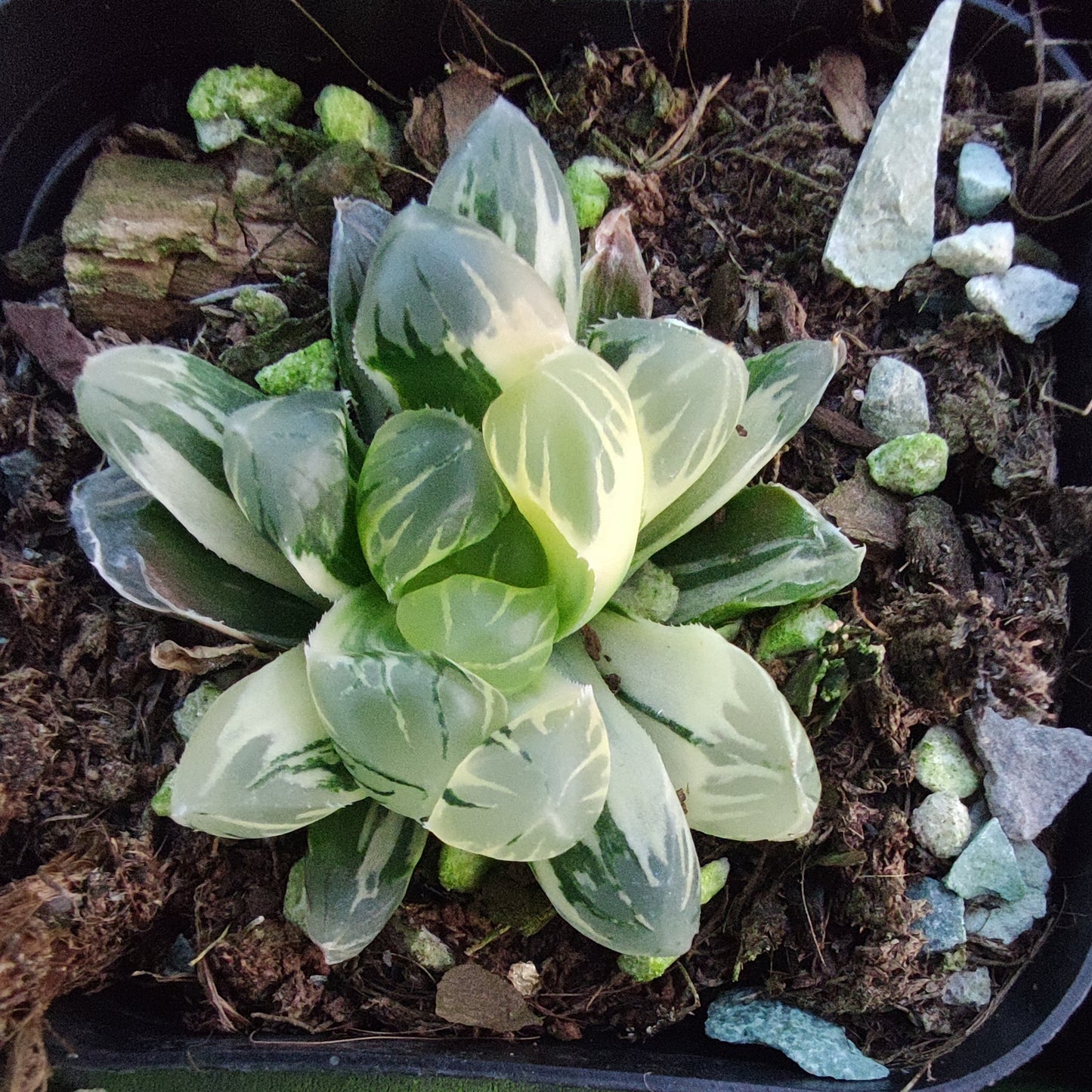 SJC388 ハオルチア ナイトダンス錦(6.5cm pot)