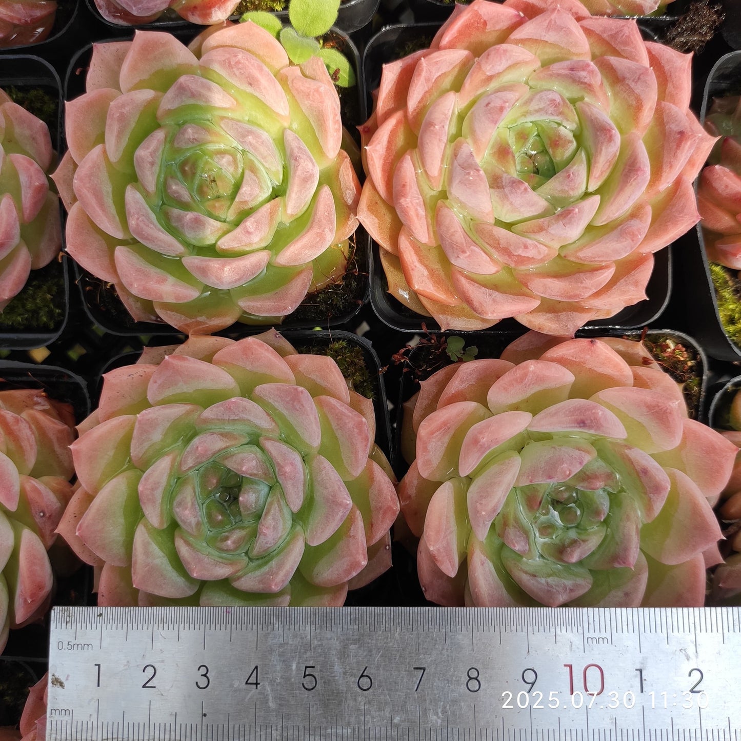 QN394 アメイジンググレイス(7cm pot)