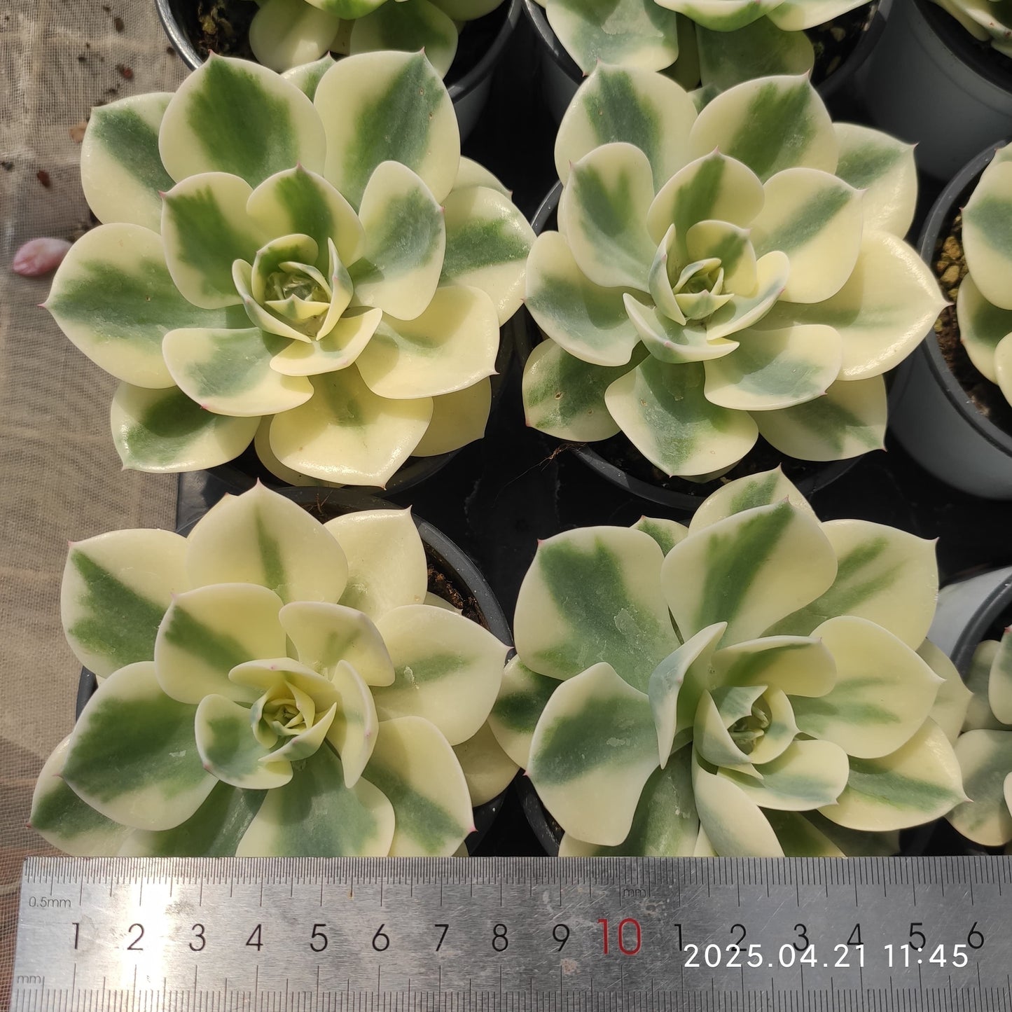 SKL187 ルノーディーン(9cm pot)