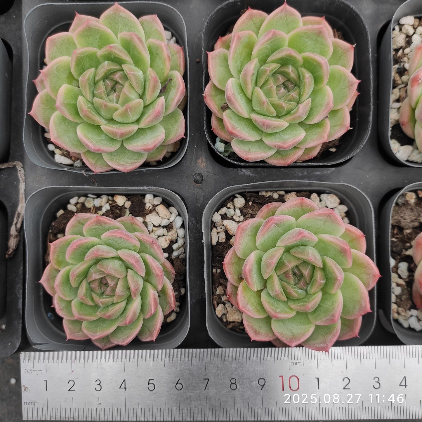 XQ1421 ジェニーHyb(7cm pot)
