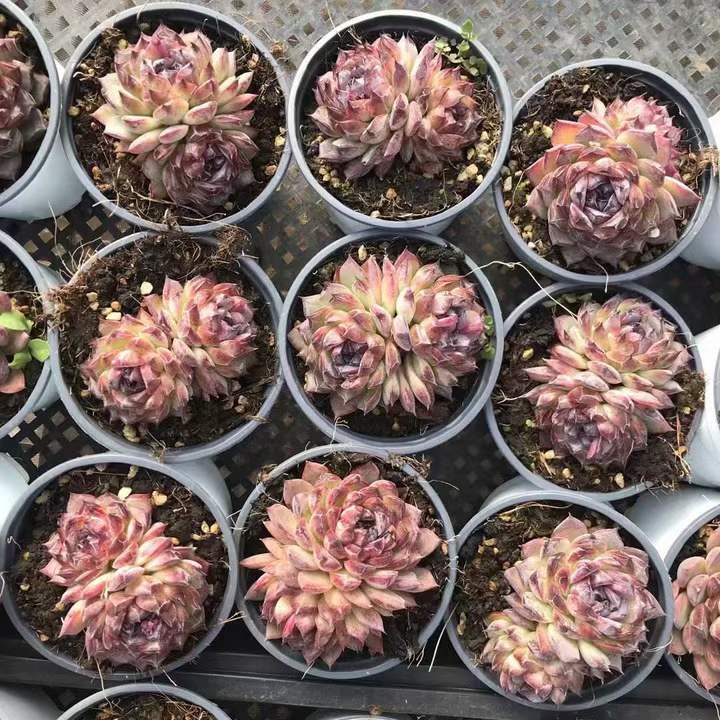 T26471 ミッドナイトダイヤモンド