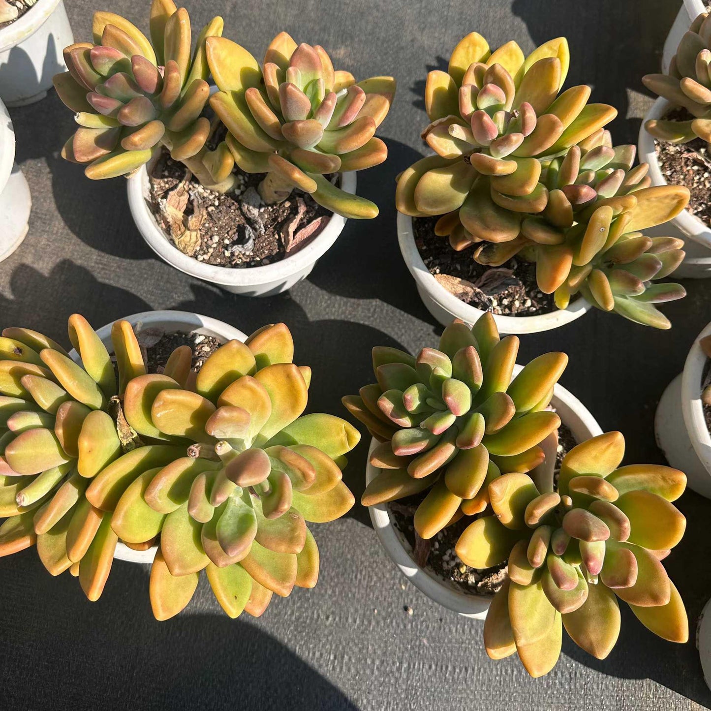 360053 KKビューティー