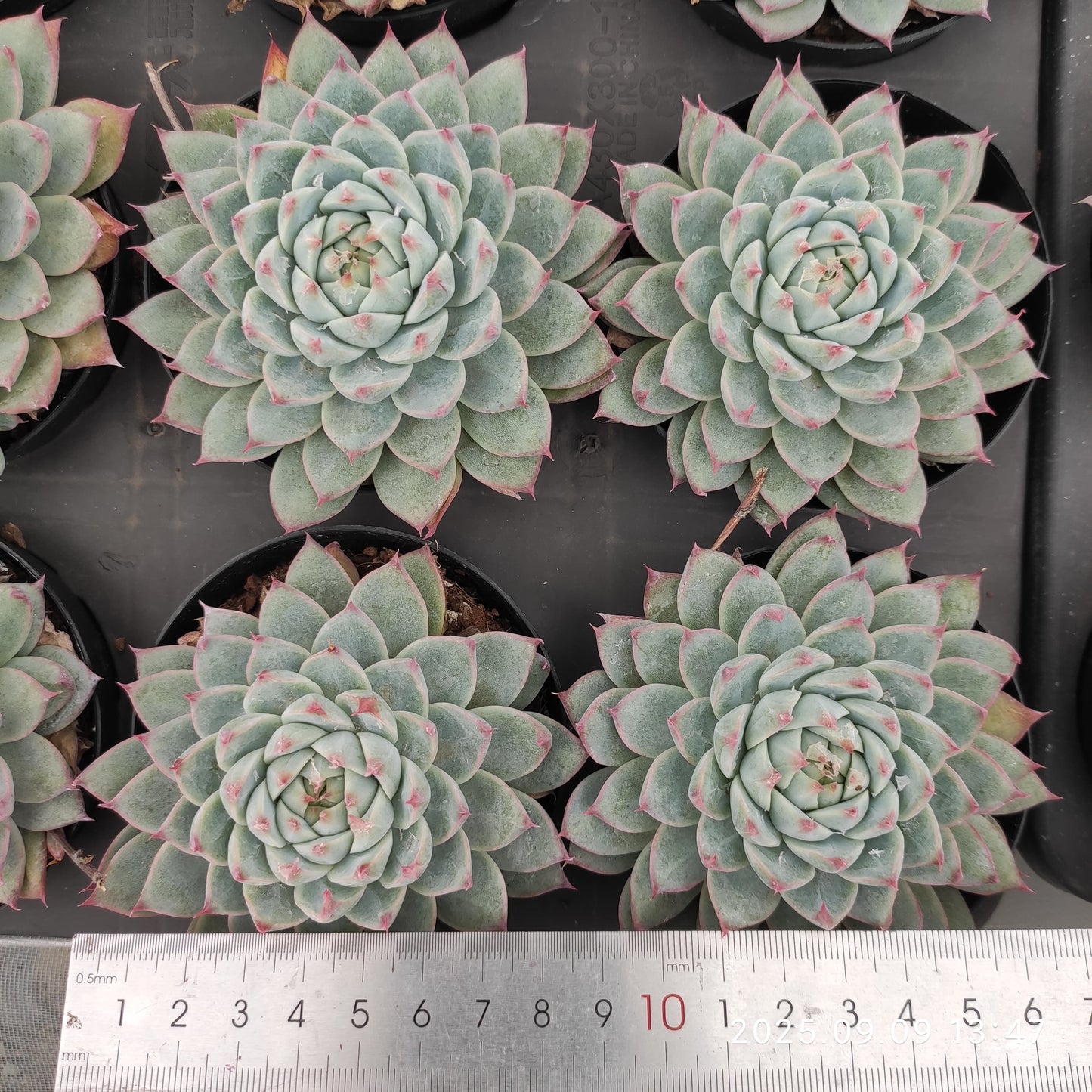 MMT879 ドリームジェイド(9cm pot)