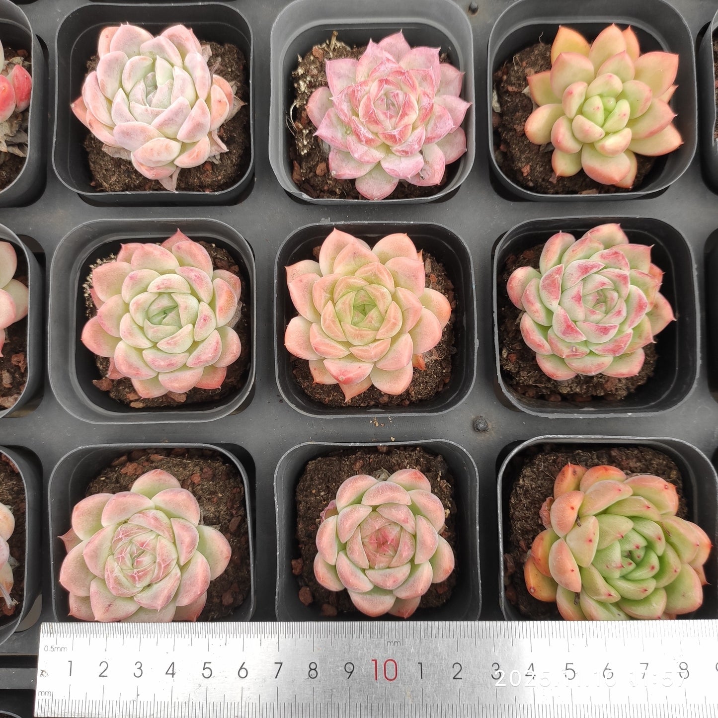 22579 とグリーンピンク Hyb(6.5cm pot)