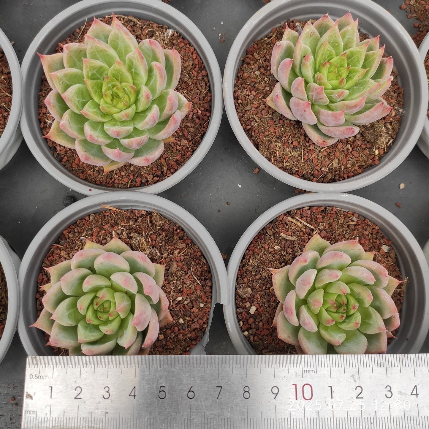 NGN698 スノーマウンテンジェニー(9cm pot)